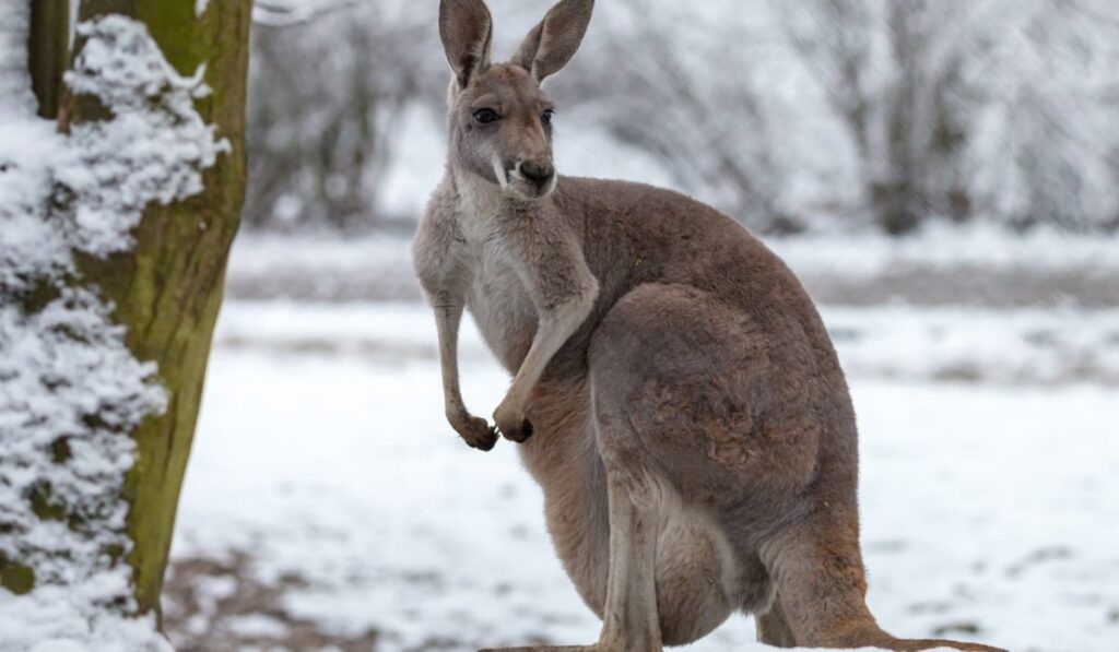 where you can see Kangaroos in Melbourne