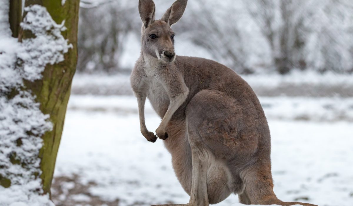 where you can see Kangaroos in Melbourne