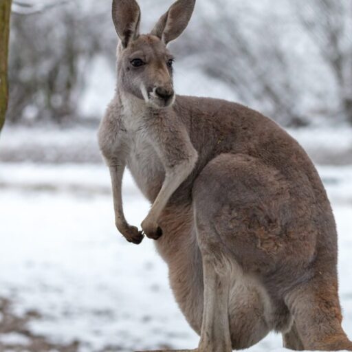 cropped-Snow-in-Australia.jpeg