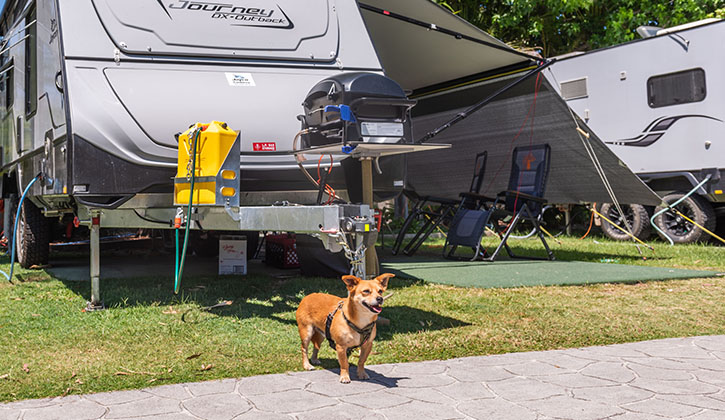 pet friendly caravan parks gold coast